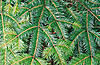 Click image for larger version. 

Name:	pine-needles.jpg 
Views:	3080 
Size:	71.2 KB 
ID:	2017